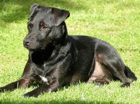 patorjack .com|Patterjack .